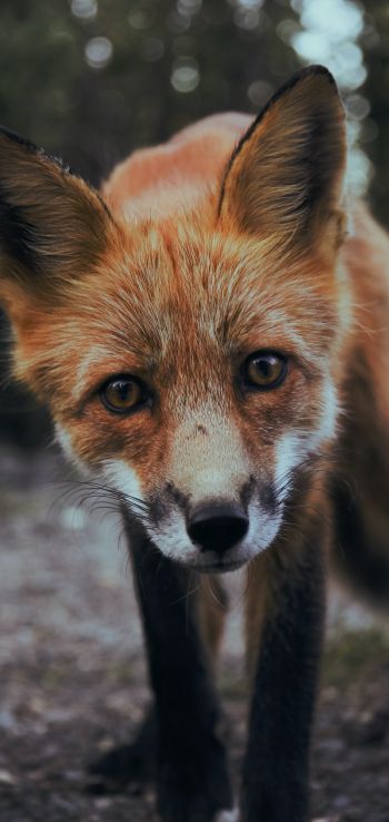 fox, fox face, wildlife Wallpaper 1080x2280