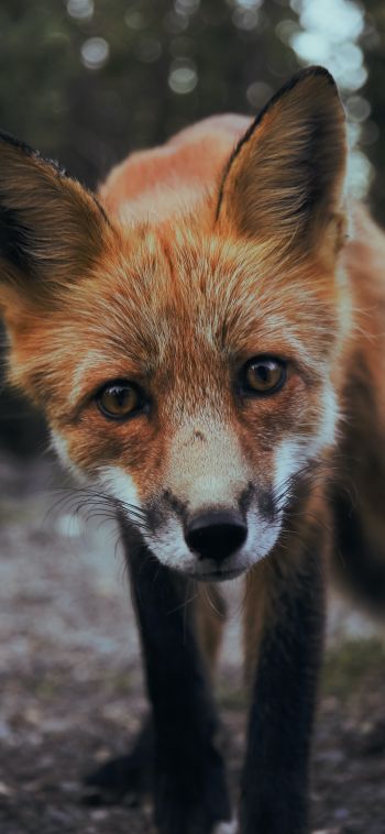 fox, fox face, wildlife Wallpaper 1080x2340