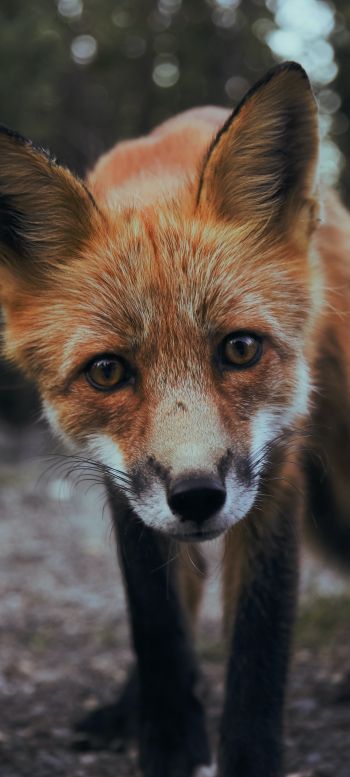 fox, fox face, wildlife Wallpaper 720x1600