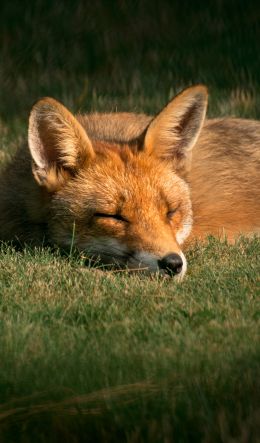 fox, wildlife, sleep Wallpaper 600x1024