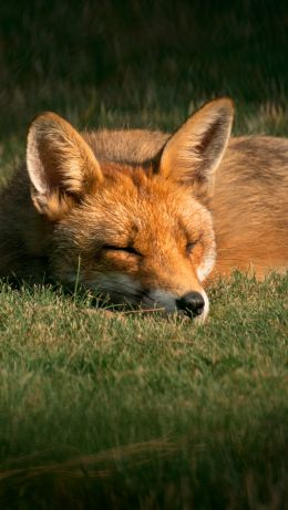 fox, wildlife, sleep Wallpaper 640x1136
