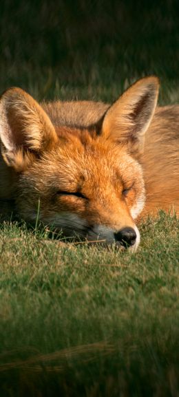 fox, wildlife, sleep Wallpaper 720x1600