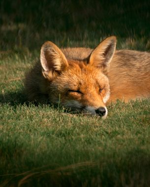 fox, wildlife, sleep Wallpaper 2594x3242