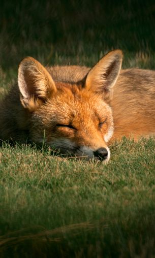 fox, wildlife, sleep Wallpaper 1200x2000