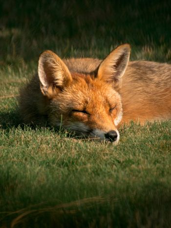 fox, wildlife, sleep Wallpaper 1668x2224