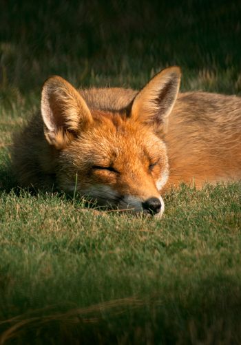 fox, wildlife, sleep Wallpaper 1668x2388