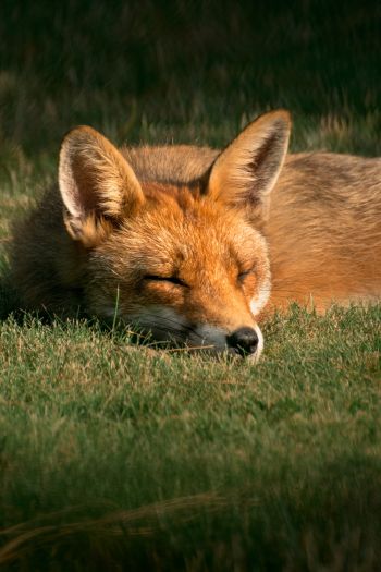 fox, wildlife, sleep Wallpaper 640x960