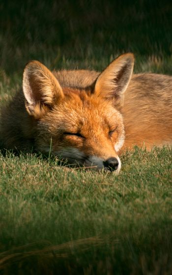 fox, wildlife, sleep Wallpaper 1752x2800