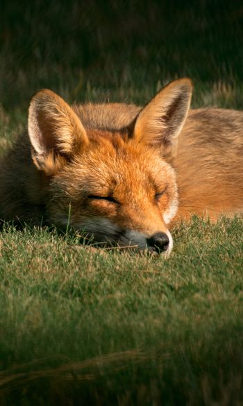 fox, wildlife, sleep Wallpaper 1200x2000