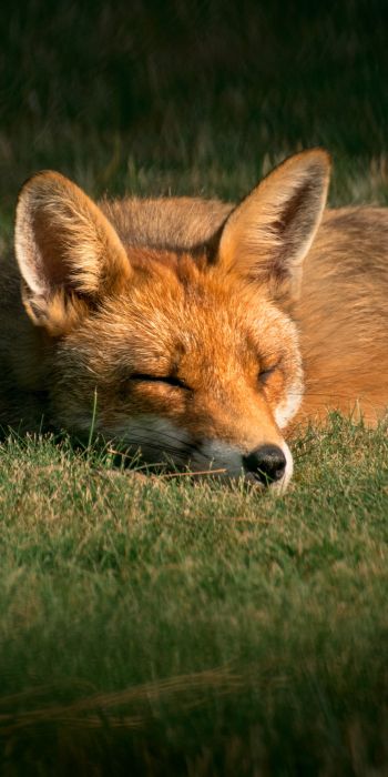 fox, wildlife, sleep Wallpaper 720x1440
