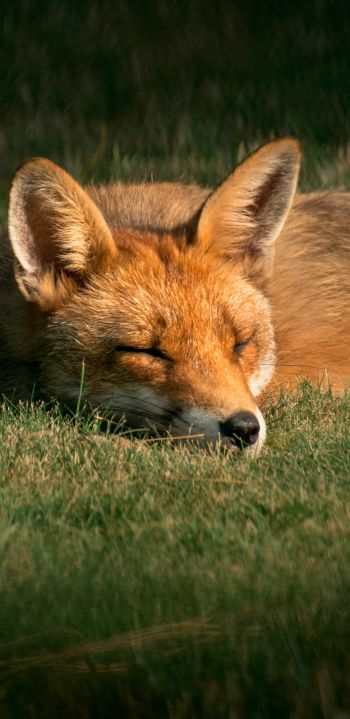 fox, wildlife, sleep Wallpaper 1080x2220