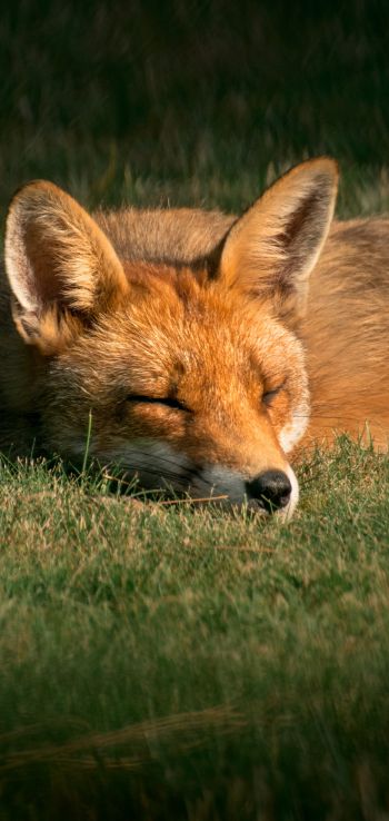 fox, wildlife, sleep Wallpaper 1440x3040