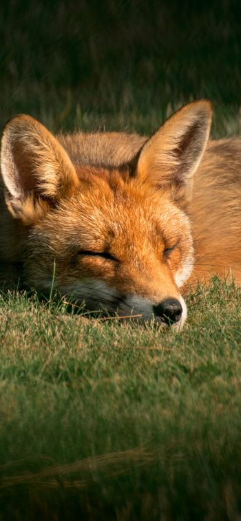 fox, wildlife, sleep Wallpaper 1284x2778
