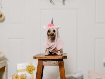 dog, unicorn, clothes, cute photo, dog Wallpaper 800x600