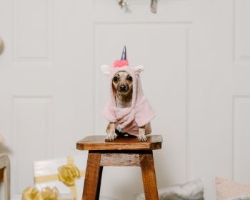 dog, unicorn, clothes, cute photo, dog Wallpaper 1280x1024