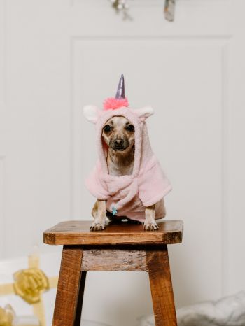 dog, unicorn, clothes, cute photo, dog Wallpaper 1620x2160