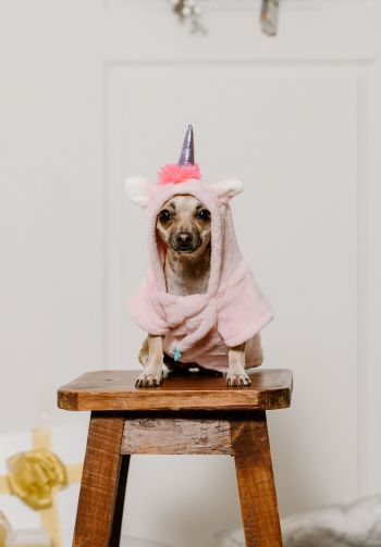 dog, unicorn, clothes, cute photo, dog Wallpaper 1640x2360