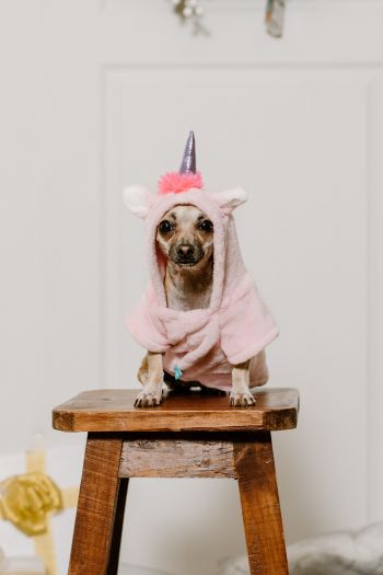 dog, unicorn, clothes, cute photo, dog Wallpaper 640x960