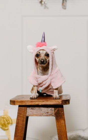 dog, unicorn, clothes, cute photo, dog Wallpaper 1752x2800