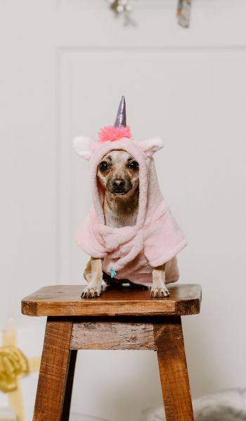 dog, unicorn, clothes, cute photo, dog Wallpaper 600x1024