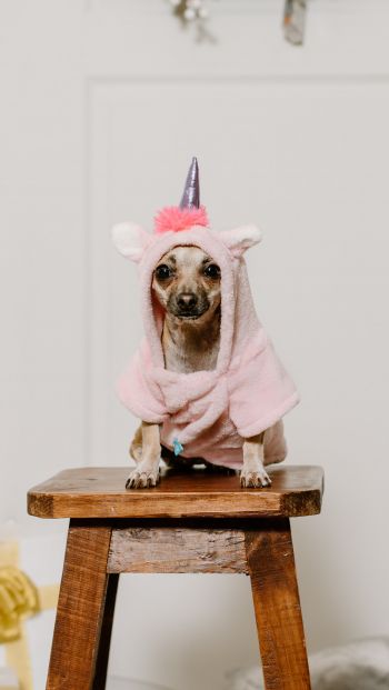 dog, unicorn, clothes, cute photo, dog Wallpaper 640x1136