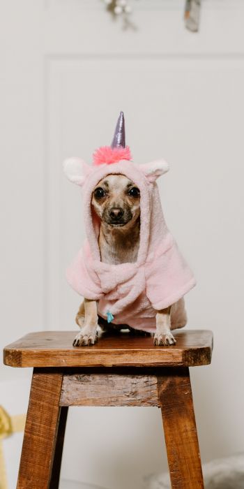dog, unicorn, clothes, cute photo, dog Wallpaper 720x1440
