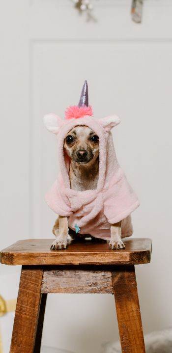 dog, unicorn, clothes, cute photo, dog Wallpaper 1080x2220