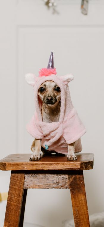 dog, unicorn, clothes, cute photo, dog Wallpaper 1242x2688