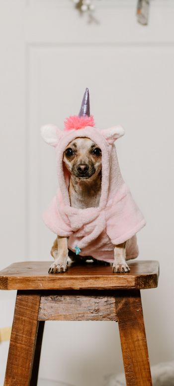 dog, unicorn, clothes, cute photo, dog Wallpaper 1080x2400