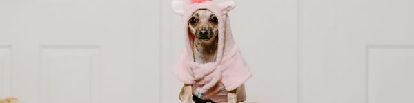 dog, unicorn, clothes, cute photo, dog Wallpaper 1590x400