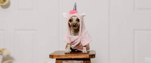 dog, unicorn, clothes, cute photo, dog Wallpaper 3440x1440