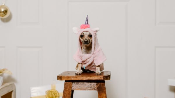 dog, unicorn, clothes, cute photo, dog Wallpaper 2560x1440