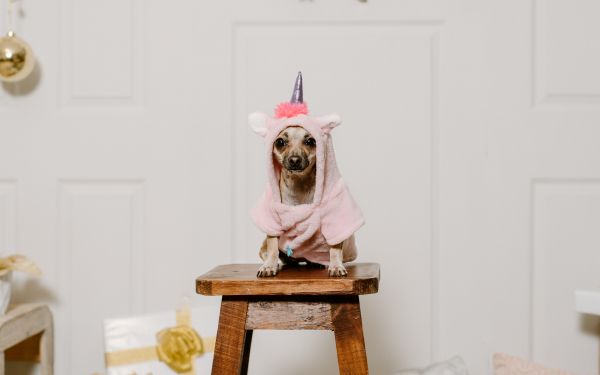 dog, unicorn, clothes, cute photo, dog Wallpaper 2560x1600