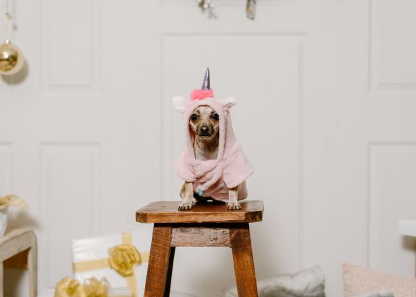 dog, unicorn, clothes, cute photo, dog Wallpaper 5404x3860