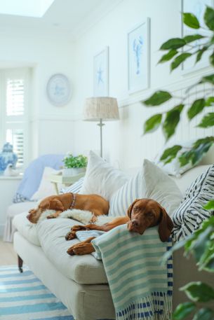 dog, house, rest, sofa Wallpaper 4160x6240