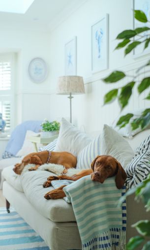 dog, house, rest, sofa Wallpaper 1200x2000