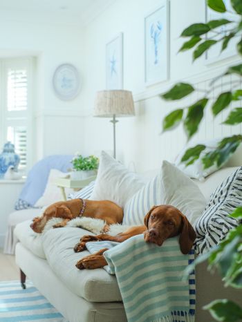 dog, house, rest, sofa Wallpaper 1668x2224
