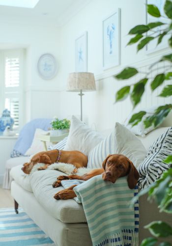 dog, house, rest, sofa Wallpaper 1668x2388