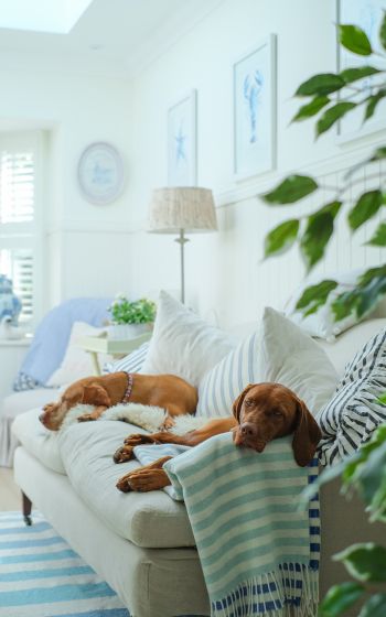 Обои 800x1280 собаки, дом, отдых, диван