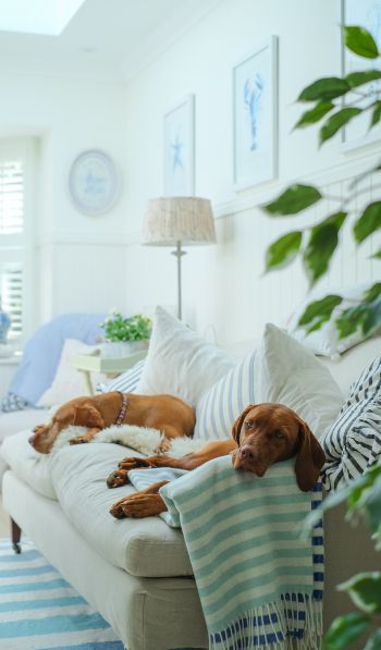 dog, house, rest, sofa Wallpaper 600x1024