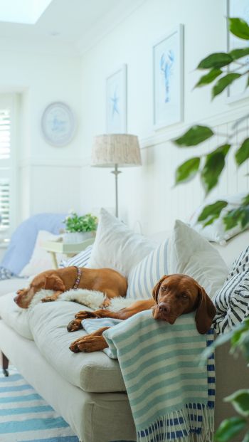 dog, house, rest, sofa Wallpaper 640x1136