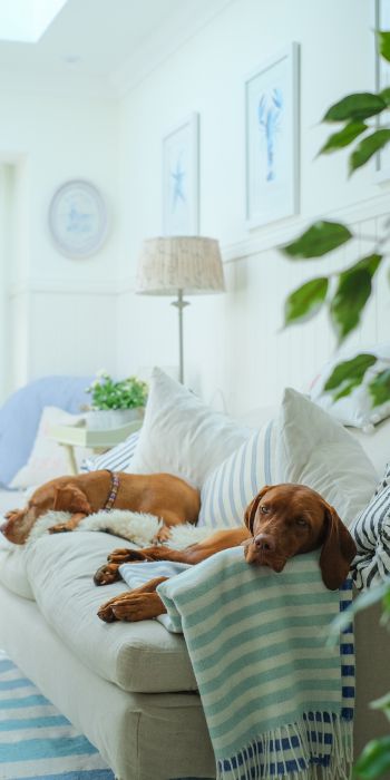 Обои 720x1440 собаки, дом, отдых, диван