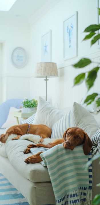 Обои 1080x2220 собаки, дом, отдых, диван