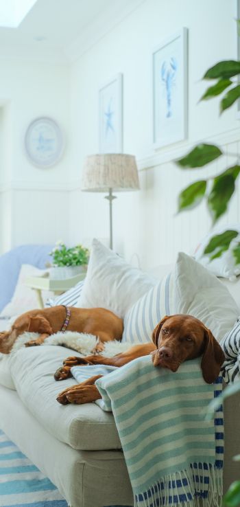 Обои 720x1520 собаки, дом, отдых, диван