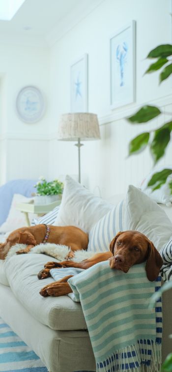 dog, house, rest, sofa Wallpaper 1125x2436