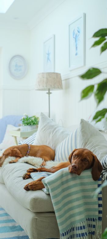 dog, house, rest, sofa Wallpaper 1440x3200