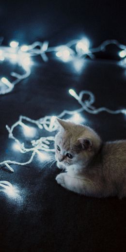 cat, garland, furry Wallpaper 720x1440