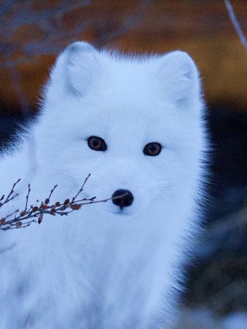 arctic fox, wildlife, sight Wallpaper 1536x2048