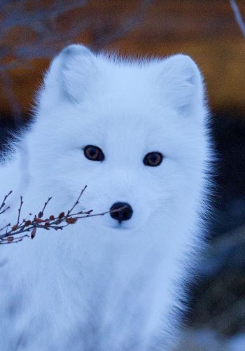 arctic fox, wildlife, sight Wallpaper 1668x2388