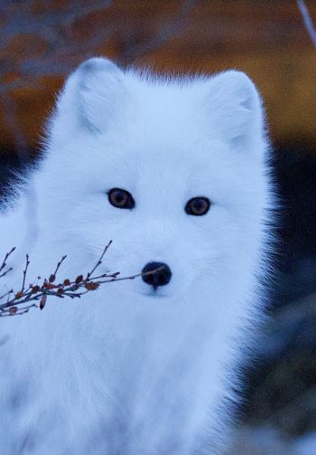 arctic fox, wildlife, sight Wallpaper 1640x2360